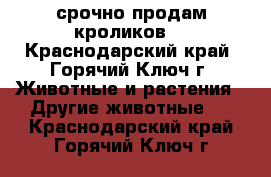 срочно продам кроликов  - Краснодарский край, Горячий Ключ г. Животные и растения » Другие животные   . Краснодарский край,Горячий Ключ г.